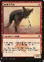 Jackal Pup