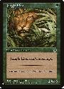 Jungle Lion