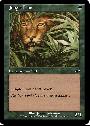 Jungle Lion