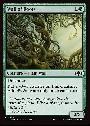 Wall of Roots
